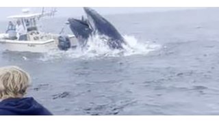 Watch: Whale of New Hampshire slams into fishing boat, hurling men into the Atlantic 