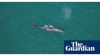 Gray whale sighted off New England 200 years after species’ Atlantic extinction 