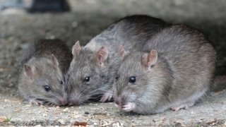 'They're all high': Rats eat marijuana from police evidence room 