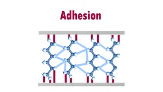 Adhesion Meaning and Definition