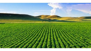 Agriculture Meaning and Definition
