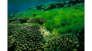 Algae Meaning and Definition