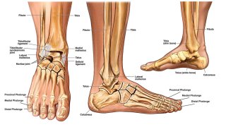 Ankle Meaning and Definition