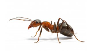 Ant Meaning and Definition