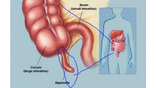 Appendix Meaning and Definition