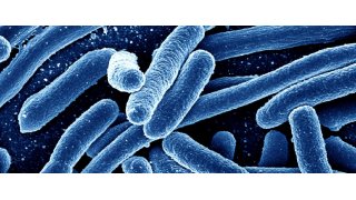 Bacteria Meaning and Definition