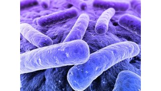 Bacterial Meaning and Definition