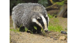 Badger Meaning and Definition