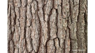 Bark Meaning and Definition