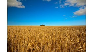 Barley Meaning and Definition