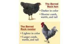 Barred Meaning and Definition