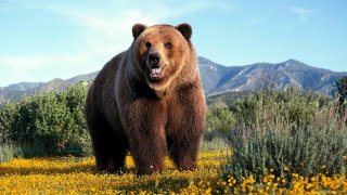 Bear Meaning and Definition