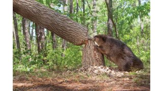 Beaver Meaning and Definition