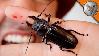 Beetle Meaning and Definition