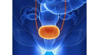 Bladder Meaning and Definition