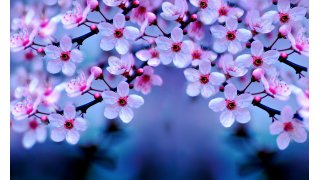 Blossom Meaning and Definition