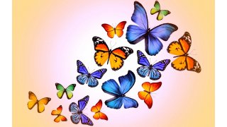 Butterflies Meaning and Definition
