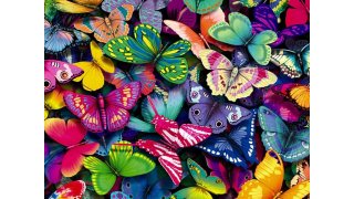 Butterfly Meaning and Definition