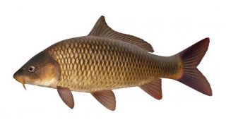 Carp Meaning and Definition