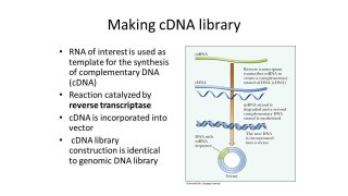 Cdna Meaning and Definition