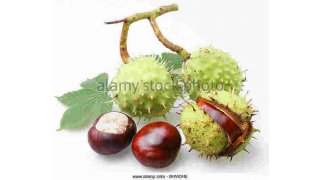 Chestnut Meaning and Definition