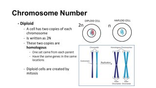 Chromosome Meaning and Definition