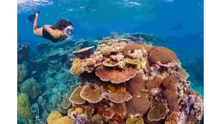 Coral Meaning and Definition