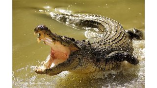 Crocodile Meaning and Definition