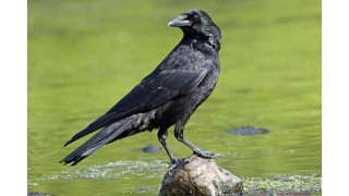 Crow Meaning and Definition