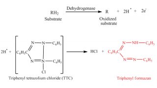 Dehydrogenase Meaning and Definition