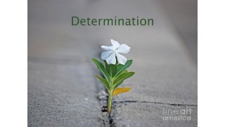 Determination Meaning and Definition
