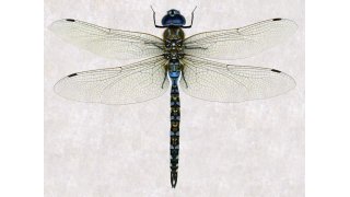 Dragonfly Meaning and Definition