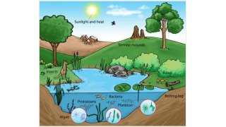 Ecosystem Meaning and Definition
