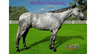 Equine Meaning and Definition