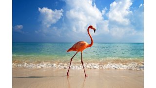 Flamingo Meaning and Definition