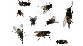 Flies Meaning and Definition