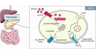 Glucose Meaning and Definition