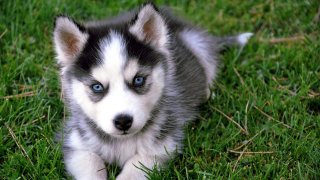 Husky Meaning and Definition