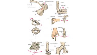 Joints Meaning and Definition