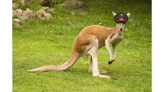 Kangaroo Meaning and Definition