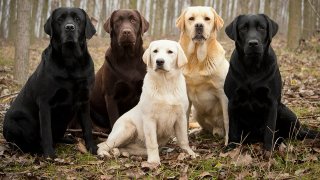 Labrador Meaning and Definition