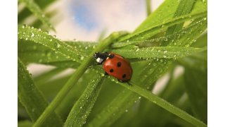 Ladybug Meaning and Definition