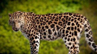 Leopard Meaning and Definition
