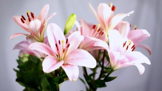 Lilies Meaning and Definition