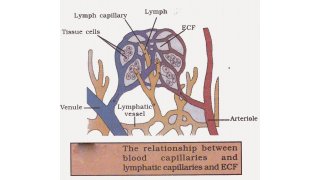 Lymph Meaning and Definition