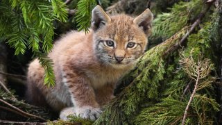 Lynx Meaning and Definition