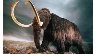 Mammoth Meaning and Definition