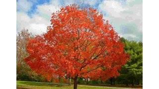 Maple Meaning and Definition