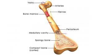 Marrow Meaning and Definition