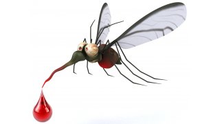 Mosquito Meaning and Definition